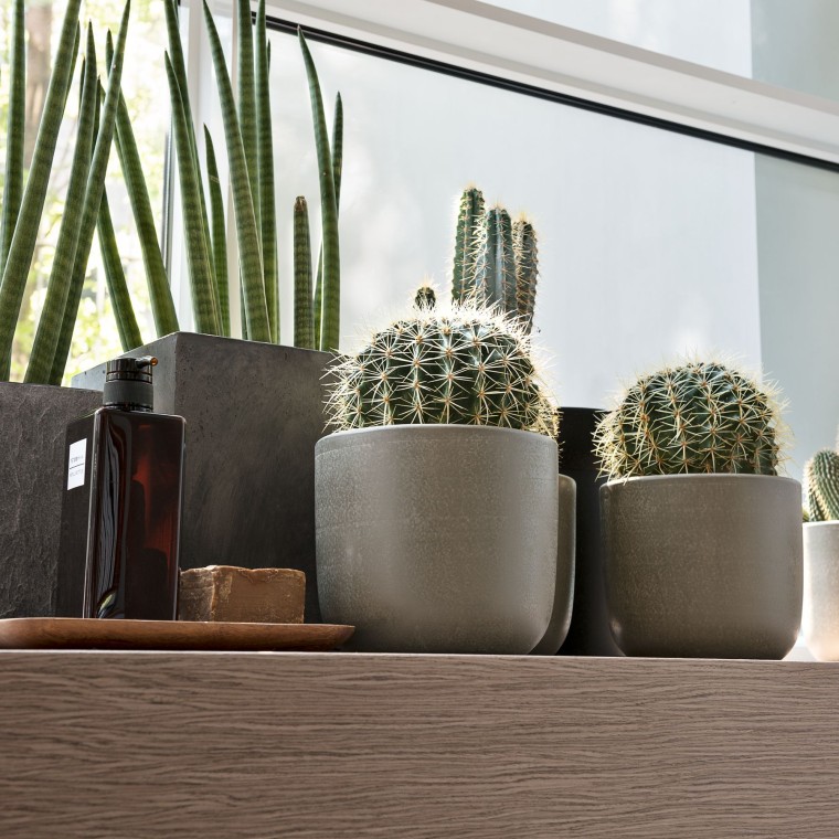 Aknalaual erinevad taimed