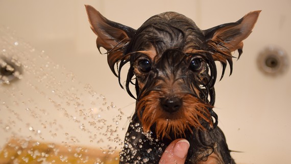 Hea juuksesõel kaitseb duši äravoolu rohukõrte ja koerakarvade eest