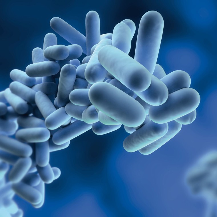 Legionella pneumophila Legionella pneumophila